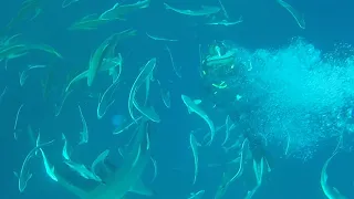 Shark Diving on Aliwal Shoal