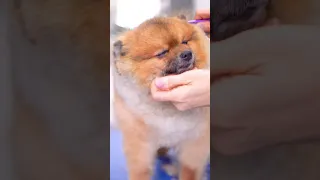 Самый милый померанский шпиц 🐶❤️