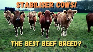 STABILISER COWS | WE BARE ALL!