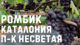 Виноград Каталония, Ромбик и Подарок Несветая в Беларуси (30.08.22)