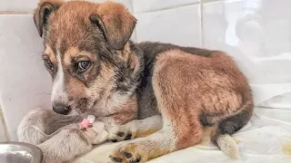 Ты только живи Щенок родился на улице и заболел Нужно спасать rescue a puppy