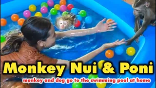 Monkey Nui & Poni and dog go to the swimming pool at home