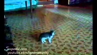 kitten vs a scary thing (котенок против страшной неведомой хрени)
