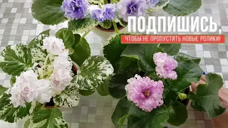 Боковые пасынки фиалок! Что делать?