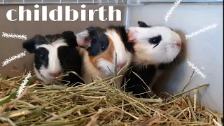 Роды морской свинки|guinea pig gave birth|jūrascūciņu dzimšana|СВИНКИ с МОРЯ