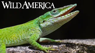 Wild America | S7 E6 Swamp Critters | Full Episode HD