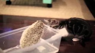 Котенок впервые видит ёжика Kitten first sees the hedgehog