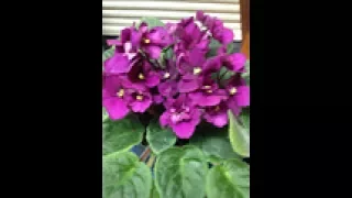 African Violet Fertilizer