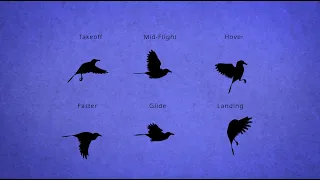 Bird Flight for Animators