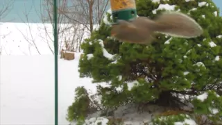 How This Squirrel Gets A Meal