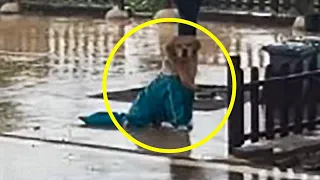 Dog Stands In Rain Waiting For His Owner At Train Station For Years