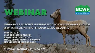 When does selective hunting lead to evolutionary change & what (if anything) should we do about it?