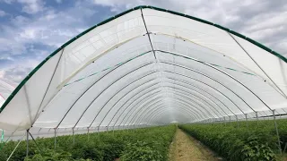 Туннели для выращивания ягодных культур.