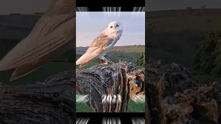 2023 Owl VS 5000 bce Owl #shorts #ytshort #youtubeshorts #video #trendingshorts #viral #likeforlikes