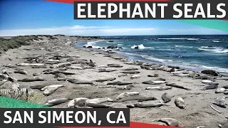 Elephant Seal Vista Point - San Simeon, CA