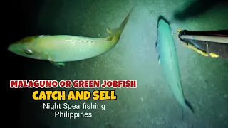 EP 284: MALAGUNO OR GREEN JOBFISH CATCH AND SELL NIGHT SPEARFISHING PHILIPPINES