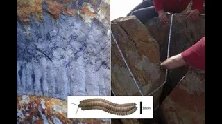 Gigantic millipedes 'as big as cars' once roamed around England, scientists discover