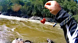 Pesca con higado de pollo en rio cauca