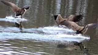 Geese fighting & honking loud sounds