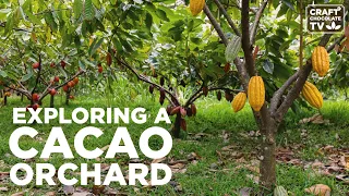 Exploring a Cacao Orchard - Ep.38 - Craft Chocolate TV