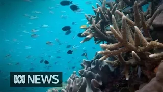 Government pledges $500m to preserve Great Barrier Reef