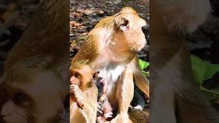 BRADY MONKEY. Orphan Monkey - Enjoy Watching Abandon Baby Monkey - Daily Wildlife Monkey