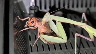 Eaten Alive By Praying Mantis (Bug Life)