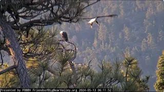 Jackie and Shadow's morning FOBBV CAMBig Bear Bald Eagle Live Nest - Cam 1  / Wide View - Cam 2