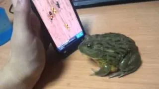 Злая лягушка Angry frog