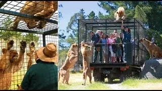 Tourists locked in cage for close encounter with hungry lions