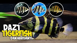Jenis Tiger Fish / Ikan Datz dan Harganya
