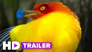 DANCING WITH THE BIRDS Trailer (2019)  Netflix