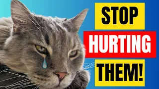 Are You Unintentionally Hurting Your Cat? No. 2 & 5 Might Surprise You - 15 Mistakes Cat Owners Make