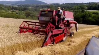 Žetva pšenice 2017 Massey Ferguson 206