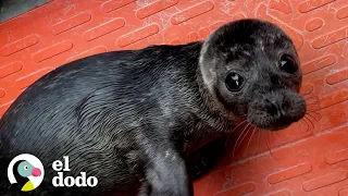 Cría de foca huérfana le ladra a cualquiera que intente limpiar su bañera | El Dodo