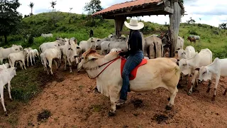 OLHANDO A VACADA COM MEU MINI BOI! Ele tá bruto