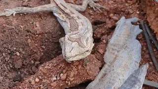 Metal Detecting Gold in Western Australia 2019 pt 4