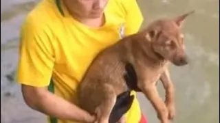 Спасли щенка ,невозможно как он там оказался