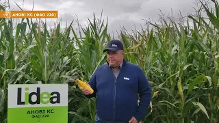 🌽Анові КС - ранній гібрид кукурудзи на зерно з ФАО 220
