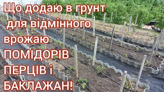 Висаджую розсаду помідорів,перців і баклажанів у відкритий грунт#томаты#перец#огород#рассада#сорта