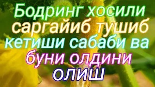 Бодринг хосили саргайиб тушиб кетиши сабаблари ва уни олдини олиш чора тадбирлари