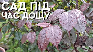 САД ПІД ЧАС ДОЩУ 🌳🌧️