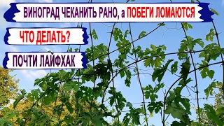 🍇 Что делать с ДЛИННЫМИ ПОБЕГАМИ ВИНОГРАДА, которые ОБЛАМЫВАЮТСЯ от ветра и если РАНО ЧЕКАНИТЬ?