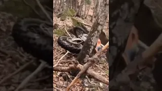 Útok medvěda na motorkáře v lese!