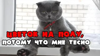 5 поразительных ФАКТОВ о БРИТАНСКИХ КОШКАХ #кот #коты #shorts