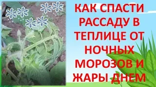 КАК СПАСТИ РАССАДУ ОТ НОЧНЫХ ЗАМОРОЗКОВ И ЖАРЫ ДНЕМ В ТЕПЛИЦЕ. Рассада в теплице весной.