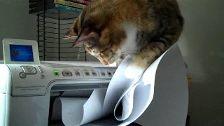 Коты и принтеры (Cats vs  printers   Funny cat compilation)