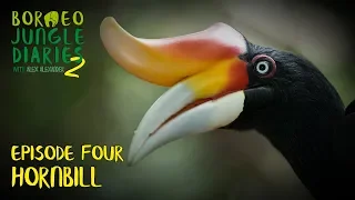 Hornbills: Mystical and Majestic | Borneo Jungle Diaries (S02E04) | SZtv