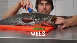 Wels | Filetieren XXL | Fisch und Grips