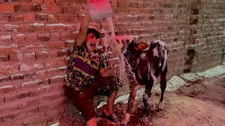 Ali ny khatarnak cow baby ko nehla deya 😳 || Ali ko takkar mar Di 😳 || Cow mandi || Mandi vlog